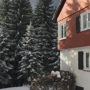 ein großer schneebedeckter Weihnachtsbaum neben einem Haus in der Unterkunft Ferienwohnung Börner in Kniebis
