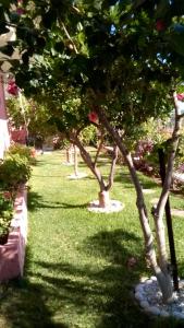 A garden outside Villa Sunset