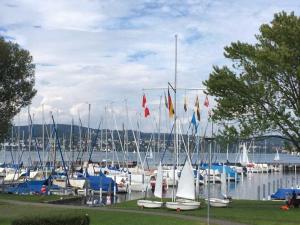 a bunch of boats are docked in a marina at Landhotel Bodensee in Konstanz