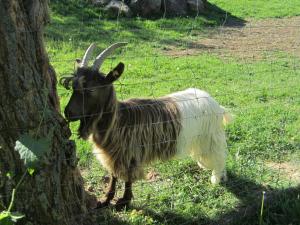 Billede fra billedgalleriet på Ferienwohnungen Krauss i Ringsheim