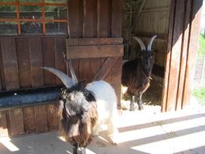 Billede fra billedgalleriet på Ferienwohnungen Krauss i Ringsheim