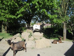 Billede fra billedgalleriet på Ferienwohnungen Krauss i Ringsheim