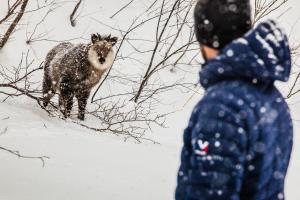 a person looking at a sheep in the snow at The Bohemians' Shelter in Hakuba