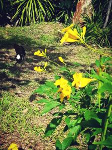 ノンナムデンにあるBaan Khaoneawdumの草の中の黄色い花の横に立つ黒猫