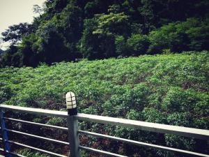 a shoe sitting on a fence next to a field at Baan Khaoneawdum in Nong Nam Daeng