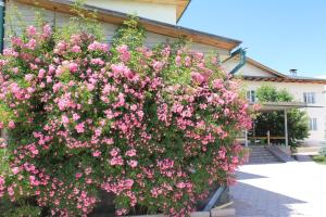 a large bush of pink flowers in front of a building at Green Yard Hotel in Karakol