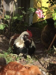 Altri animali domestici presso l'affittacamere o nei dintorni