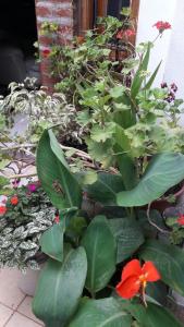 un jardín con plantas verdes y una flor roja en Vero!! en General Rodríguez