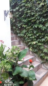 a wall of ivy with a red flower next to stairs at Vero!! in General Rodríguez