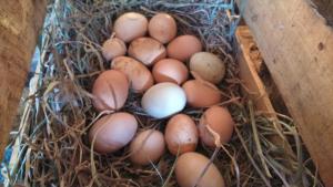 un montón de huevos sentados en un nido en Eco Hotel Antuco, en Antuco