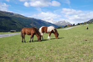 two horses grazing in a field with mountains in the background at Hotel Zum Granitzl in Mariapfarr