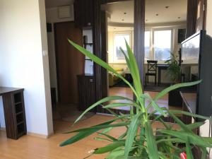 オルシュティンにあるWidokowy Apartament nad Jezioremのリビングの中の植物