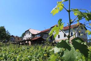 Vonkajšia záhrada v ubytovaní Hotel Vinohrad