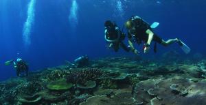 a group of people scuba diving over a coral reef at Kalibobo Village in Madang