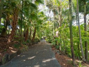 
a walkway leading to a forest filled with palm trees at 230 Scenic Drive in Bilambil Heights
