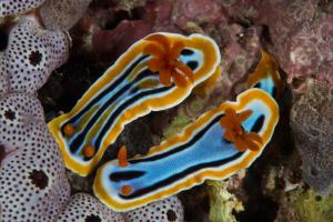 a pair of sea anemones on the reef at Punta Bulata White Beach Resort & Spa in Sipalay