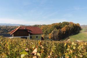 a house in the middle of a field of grapes at Vdovič Guest House in Svečina
