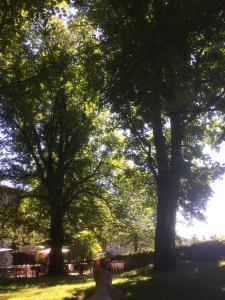 dos árboles en un parque con mesas y sillas en Hôtel Restaurant les Platanes, en Montfaucon-en-Velay