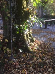 un balais à côté d'un arbre avec des feuilles au sol dans l'établissement Hôtel Restaurant les Platanes, à Montfaucon-en-Velay