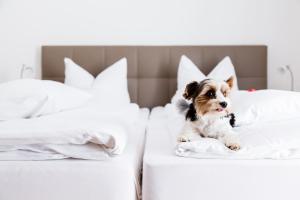 Domácí mazlíčci ubytovaní s hosty v ubytování Hotel Palko