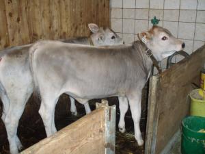 Altri animali domestici presso l'affittacamere o nei dintorni