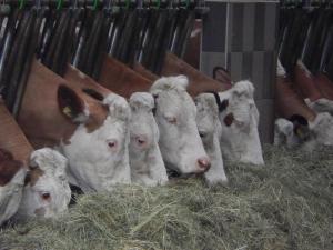 Altri animali domestici presso l'agriturismo o nei dintorni