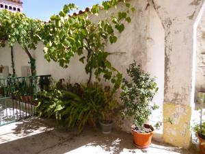 un grupo de plantas sentadas junto a una pared en Casa de Santana en Arneiro