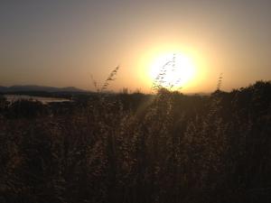 the sun is setting over a field of tall grass at Al Sandalyon in Quartu SantʼElena