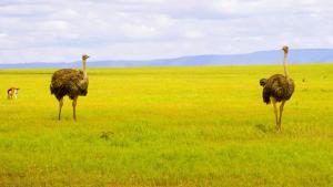 two ostriches walking in a field of green grass at PrideInn Mara Camp & Cottages in Talek