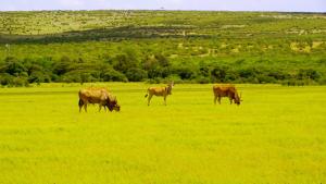 three cows grazing in a field of green grass at PrideInn Mara Camp & Cottages in Talek