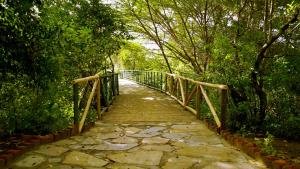 a bridge in the middle of a forest with trees at PrideInn Mara Camp & Cottages in Talek