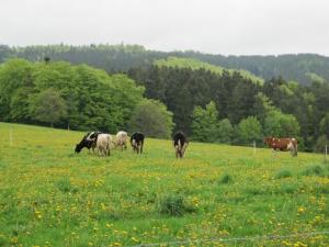 Haus-Dorfidyll في Spangenberg: مجموعة من الأبقار ترعى في حقل من العشب