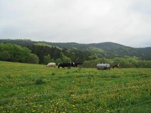 a group of cows and sheep grazing in a field at Haus-Dorfidyll in Spangenberg