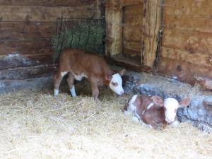 Tiere in diesem Bauernhof oder in der Nähe