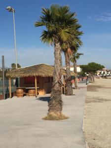 two palm trees on a sidewalk next to a hut at Port Mezua in Mèze