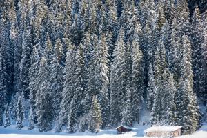 a group of snow covered pine trees with a house at Nidus Luxury Apartments in Lech am Arlberg