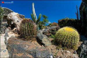 un groupe de cactus et de plantes dans un jardin dans l'établissement La Kuddia, à Pantelleria