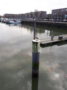 un pájaro sentado en un poste en el agua en B&B Unitas, en Róterdam