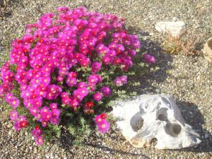 A garden outside Masseria La Gravina