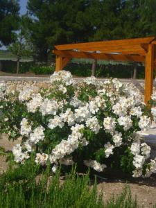 A garden outside Masseria La Gravina
