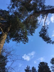 un pino con un cielo blu sullo sfondo di Dru-Sky a Druskininkai