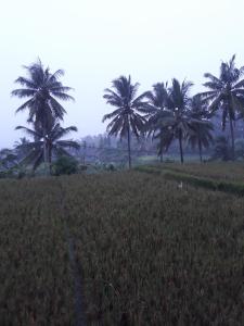 a group of palm trees in a field at Umah Dangin Guest House in Ubud