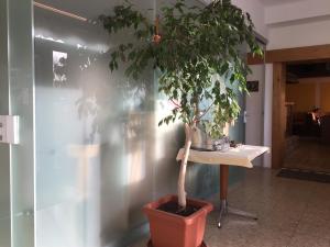 Fotografie z fotogalerie ubytování Pension Wachter v destinaci Hörbranz