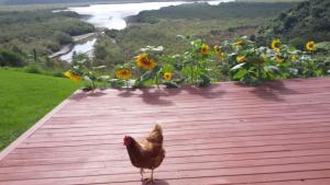 WaihahaTaranaki的一只鸡站在木甲板上,上面有向日葵
