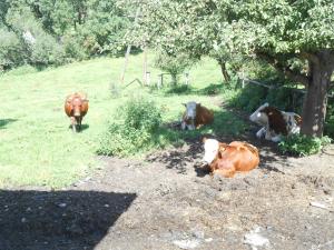 Altri animali domestici presso la locanda o nei dintorni