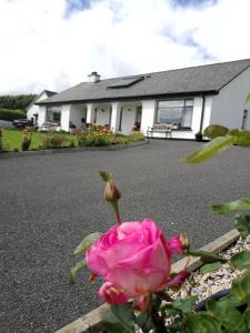 a pink rose in front of a house at The Three Arches in Louisburgh