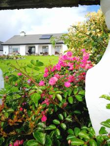 a bush of pink flowers in front of a house at The Three Arches in Louisburgh