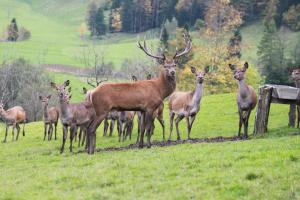 Zvieratá vo vidieckom dome alebo blízkom okolí