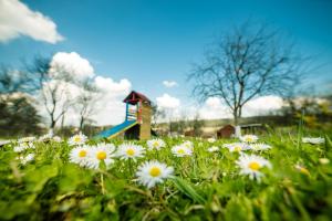 un campo de flores blancas delante de una casa en Pension Bassen en Bazna