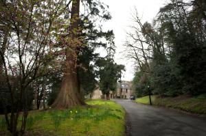 a large tree in the middle of a grassy area at Broomhall Castle in Stirling